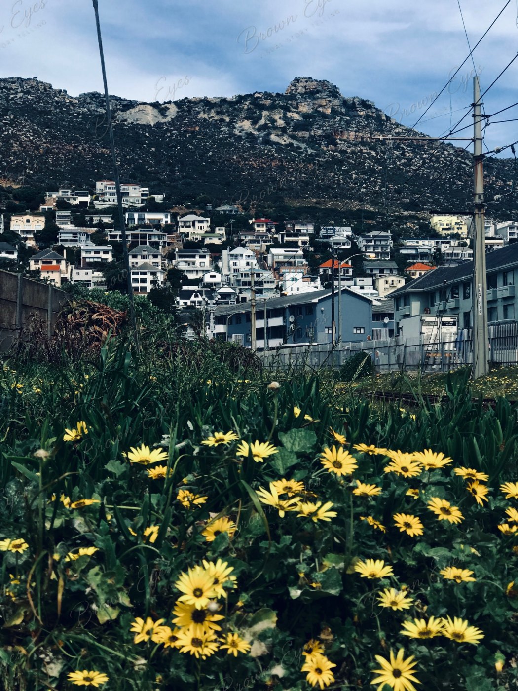 Yellow flowers growing against a structured urban backdrop beneath the mountain