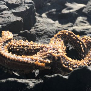 A starfish resting exposed on rock, held firmly by its surroundings