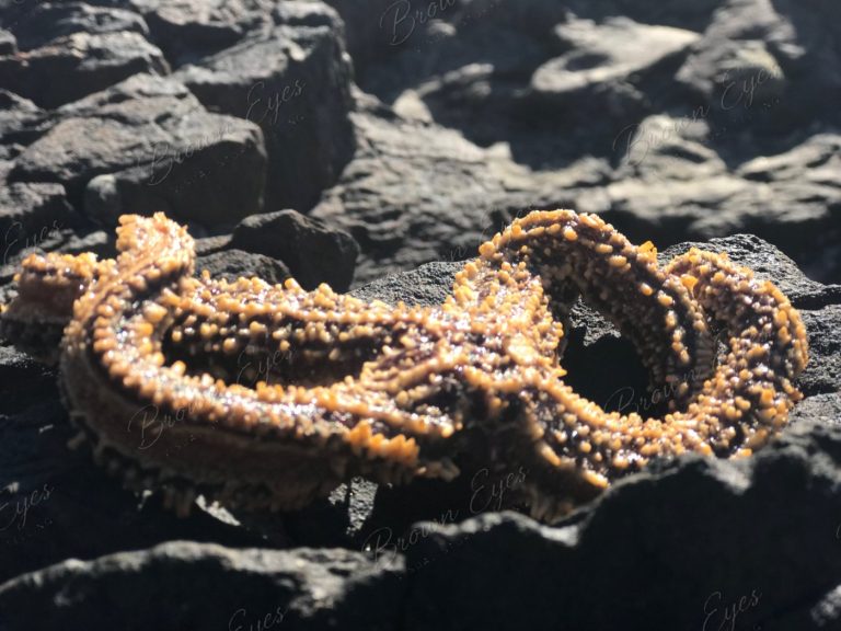 A starfish resting exposed on rock, held firmly by its surroundings