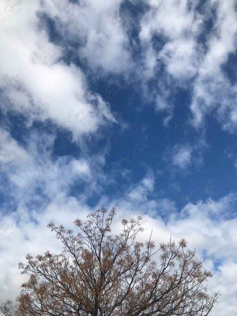 A tree reaching upward into a wide open blue sky